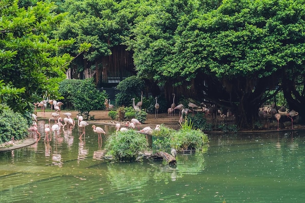 A flock of birds of pink flamingos on a pond in Hong Kong Park.