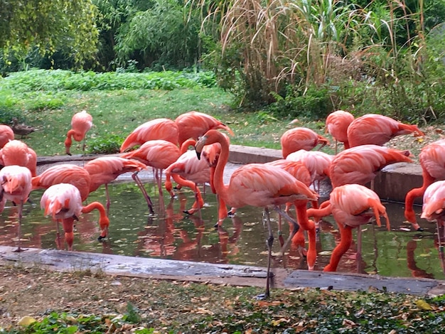 池の中の鳥の群れ