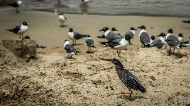 Photo flock of birds on sand at beach