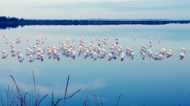 Flock of birds in sea against sky