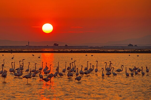 Flock of birds in the sea during sunset