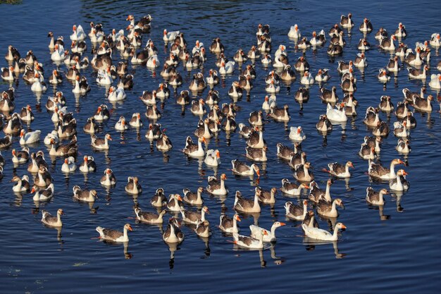 Photo flock of birds in sea