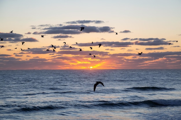 Flock of birds Seagulls flying by the ocean during a vibrant cloudy sunrise