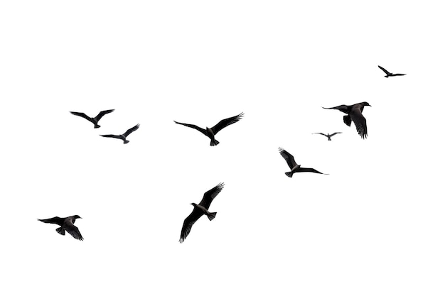 Flock of birds Set of birds in flight on transparent or white background for decorative projects