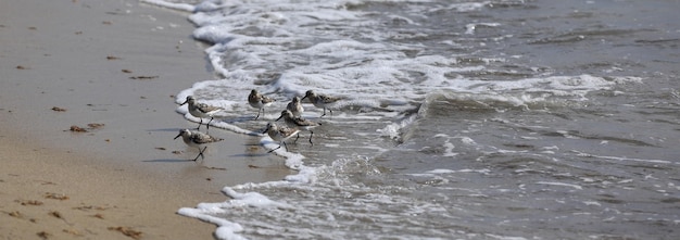 flock of birds on the shore