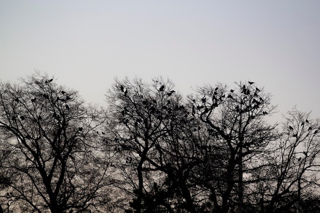 A flock of birds sit on a tree with the sky in the background.