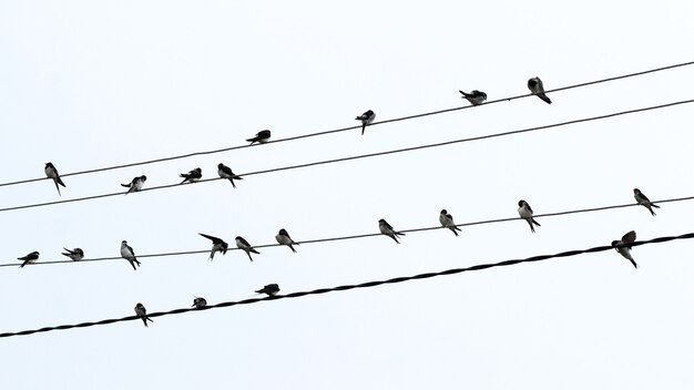 A flock of birds sits on electrical wires