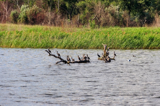 川の障害物に座っている鳥の群れ