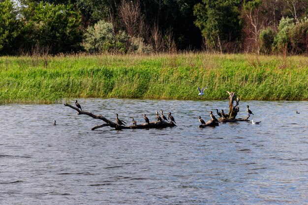 Flock of birds sitting on a snag in a river