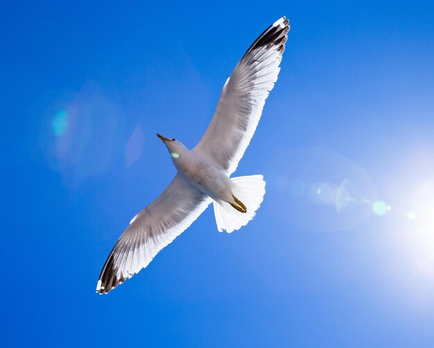 Flock of birds in sky on sunny day