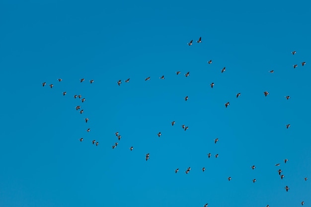 Flock of birds in the sky