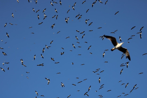 A flock of birds in the sky