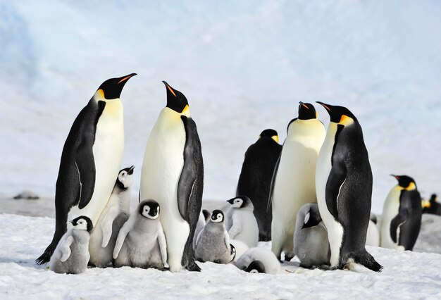 Photo flock of birds on snow covered land