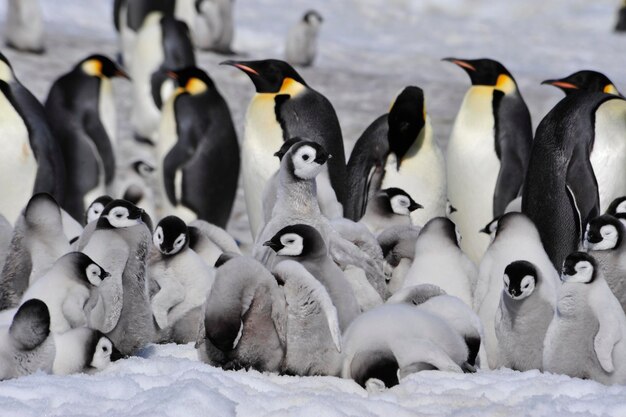 Photo flock of birds in snow