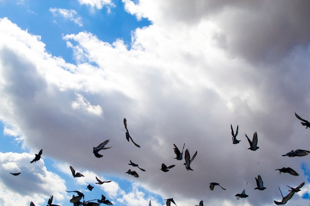 A flock of birds soaring in the cloudy sky