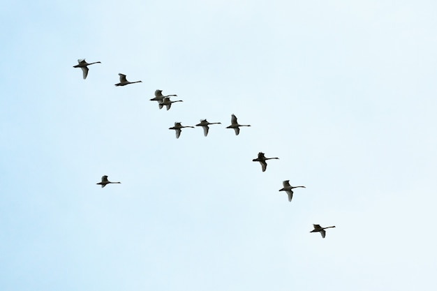 Flock of birds, swans flying high in blue sky. Flight in V-formation. Freedom, speed, teamwork concept, copy space.