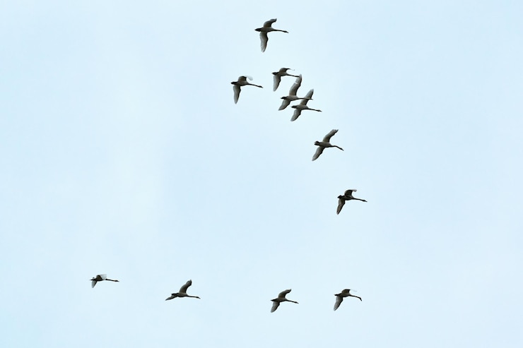 Photo flock of birds swans flying high in blue sky flight in v-formation freedom speed teamwork