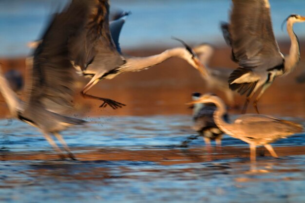 Foto un branco di uccelli in acqua