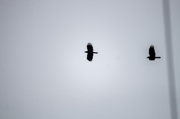 Photo a flock of birds with the word cormorant on the back of them