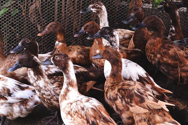 Foto gruppo di uccelli