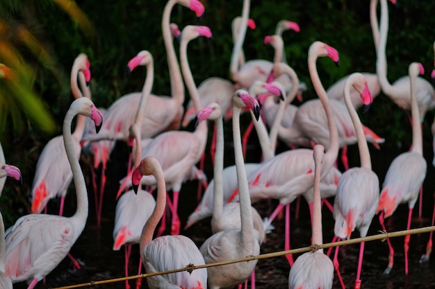 Photo flock of birds