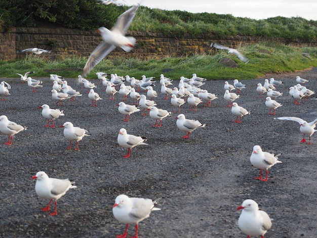 Photo flock of birds