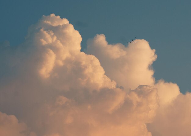 Photo a flock of birds