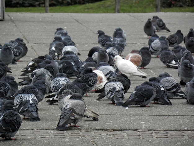 Photo flock of birds