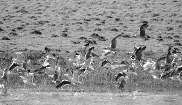 Photo flock of birds