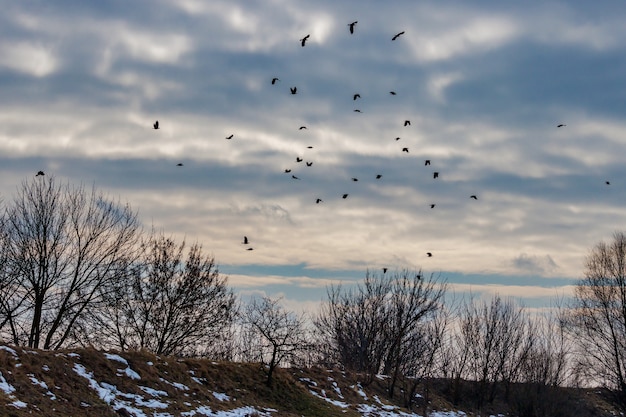 Stormo di corvi neri vola contro il cielo con nuvole drammatiche