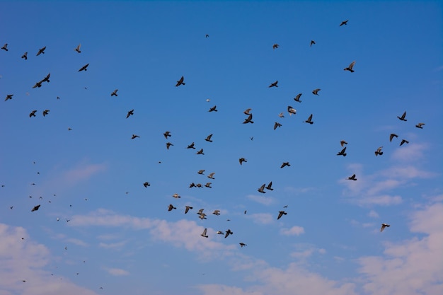 黒い鳩の群れが青い空を飛ぶ