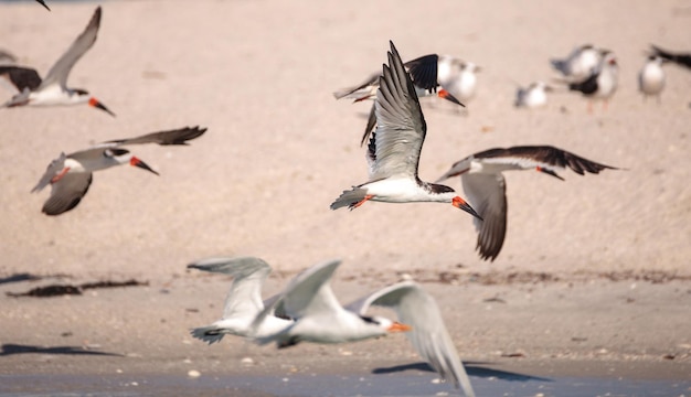 Flock of black skimmer terns rynchops niger on the beach at clam pass in naples florida