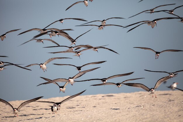 Photo flock of black skimmer terns rynchops niger on the beach at clam pass in naples florida