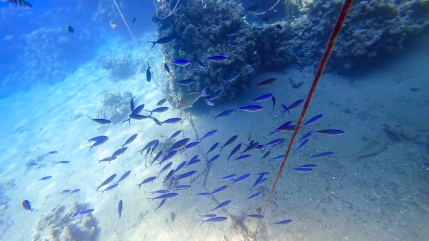 A flock of blue fish swim near the coral above the red sea