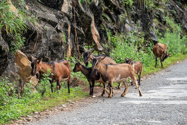 Flock of brown goat are grazing grass in valley