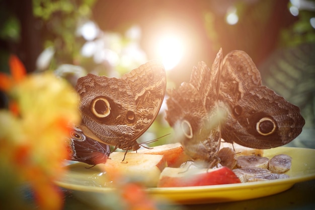 A flock of butterflies eating fruit in the reserve. close-up