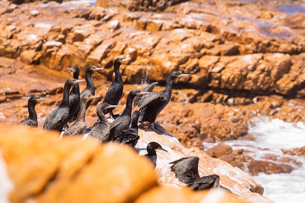 A flock of cape cormorant black aquatic sea birds on the coast of false bay, cape town south africa