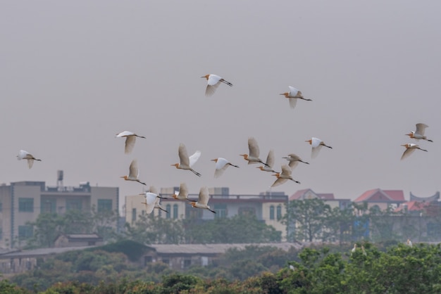 A flock of cattle egrets are flying in the field