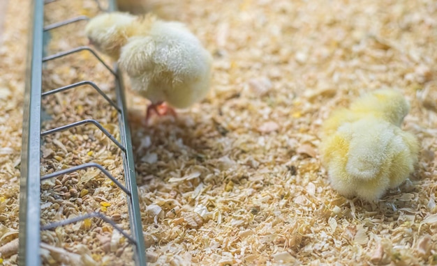 Foto un gregge di polli che si nutre di mais e cereali in una piccola fattoria avicola