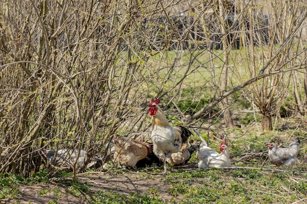 A flock of chickens roam freely in a lush green paddock.