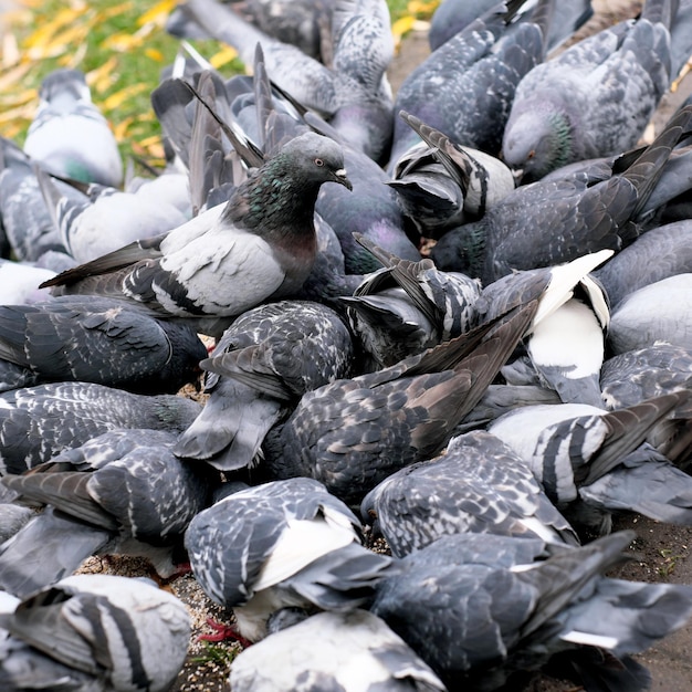 A flock of city pigeons peck grain