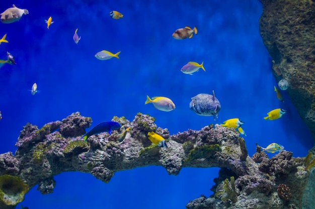 A flock of colorful fish on the background of the coral