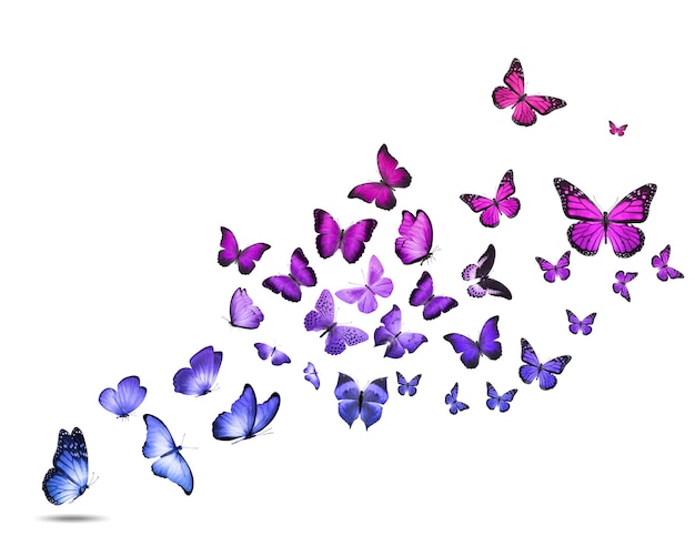 A flock of colorful flying butterflies isolated on a white background. High quality photo