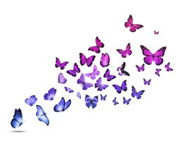 Foto uno stormo di farfalle volanti colorate isolate su uno sfondo bianco. foto di alta qualità