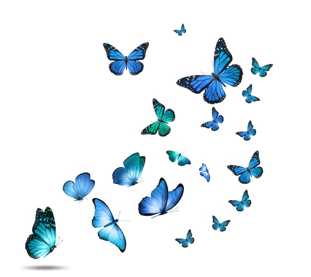 A flock of colorful flying butterflies isolated on a white background. High quality photo