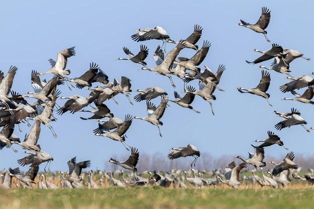 Flock of Common Crane Grus grus in a field migration