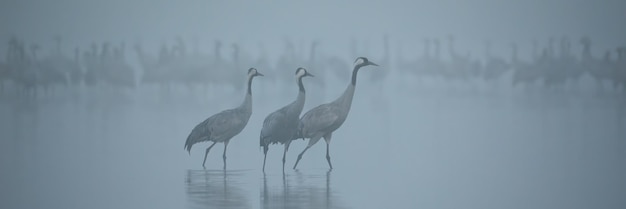 霧深い神秘的な雰囲気の湖で水を渡るクロヅルの群れ