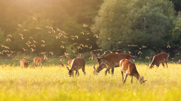 Stormo di storni comuni che sorvolano un gregge di cervi che pascolano sul prato