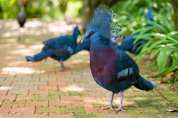 A flock of crowned pigeons walks in a green park. Beauty of nature. Bird watching