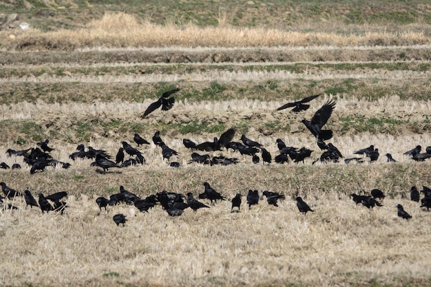 Photo flock of crows on field